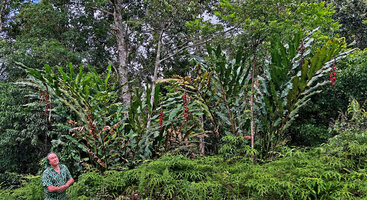 Patrick Blanc in front of a large clump of Alpinia nutans with hanging mature infructescences, Seram, 800 m asl, Moluccas, April 2024