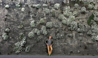 Patrick Blanc in front of a man made stone wall covered with Arabis caucasica, Sallanches, France, March 2025