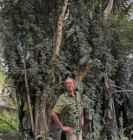 Patrick Blanc in front of a much branched hemiepiphytic climbing Heptapleurum cf. subavene, Laclubar, Timor-Leste, Aug. 2026