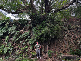 Patrick Blanc in front of an old wall covered by the root system of Ficus microcarpa, Intramuros, Manila, Philippines, Jan. 2025