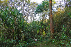 Patrick Blanc in front of a population of Pandanus cf. unipapillatus in a swampy lowground, Pattavayal, Tamil Nadu, India, Jan. 2023