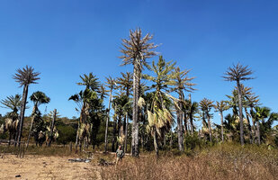 Patrick Blanc in front of a population of the monocarpic palm Corypha utan, most individuals already dead after setting thousands fruits for each of them, Ililal, Lautem, Timor-Leste, Aug. 2026