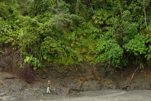 Patrick Blanc in front of a sea shore cliff covered by species usually living in forest understory such as Heliconia, Philodendron, Carludovica, Kohleria, Punta Brava, Arusi, Choco, Colombia, Nov. 2016