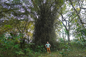 Patrick Blanc in front of a tall clump of the thorny, barbed, divaricated reclining lower stems of Bambusa bambos, an efficient protection against elephants, Pattavayal, Tamil Nadu, India, Jan. 2023
