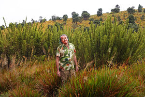 Patrick Blanc in front of clumps of the small dense erect bamboo Kuruna densifolia, with Garnotia aristata in foreground and Rhododendron arboreum trees in background, Horton Plains, Sri Lanka, Nov. 2024