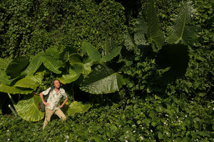 Patrick Blanc in front of Colocasia gigantea and Alocasia macrorrhizos, Ba Be NP, Vietnam, Nov. 2017