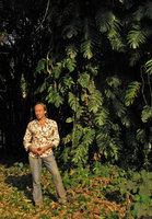 Patrick Blanc in front of Epipremnum pinnatum, Botanic Gardens, Calcutta, Dec. 2006
