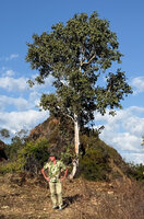 Patrick Blanc in front of Eucalyptus alba with characteristic bright white trunk, Manatuto lookout, Timor-Leste, Aug. 2026