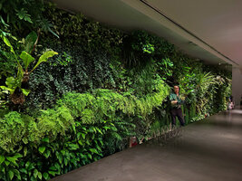 Patrick Blanc in front of his vertical garden at the bar of CNAC Aoyama, Tokyo, Oct. 2023