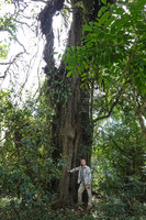 Patrick Blanc in front of the Schefflera abyssinica gnarled and fluted trunk, due to the growth and anastomosis of its aerial roots, Harenna forest 2300 m asl, Bale NP, Ethiopia, Jan. 2019