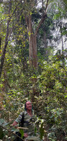 Patrick Blanc in front of the very tall tree of Dracaena maingayi, Bukit Timah NR, Singapore, Nov. 2023