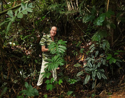Patrick Blanc in Lasia spinosa and Schismatoglottis wallichii swampy habitat, Khao Sok NP, Thailand, June 2019