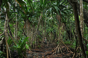Patrick Blanc in Pandanus dubius forest on coral island, Nggatirana, Halisi, Solomon Islands