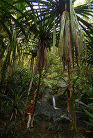 Patrick Blanc in riparian and somewhat rheophytic Pandanus joskei habitat, Colo-I-Suva, Viti Levu, Fiji, Aug. 2016