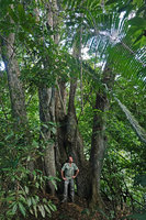 Patrick Blanc inside a multi stemmed tree, San Ignacio, Belize, Jan. 2020