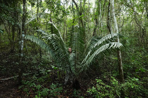 Patrick Blanc inside Ceratozamia robusta, Belize Botanic Gardens, San Ignacio, Belize, Jan. 2020