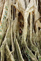 Patrick Blanc inside the hollow dead host trunk of a Ficus altissima with Piper ornatum growing on the strangling roots, Tangkoko, Sulawesi, Aug. 2015