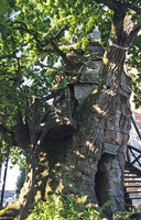 Patrick Blanc inside the supposed oldest oak of France, a 1 200 years old estimated Quercus robur, Allouville, Normandy, France, Sept. 2015