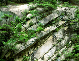Patrick Blanc inspired by his photos of plants growing in vertical cliff fissures in South Korea to create his plant designs for Immigration at Changi T 2, Singapore