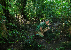 Patrick Blanc in swampy understory habitat of Alpinia sp. nov. close to A. oceanica, Halisi, Vangunu, Solomon Islands, Sept. 2019