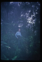 Patrick Blanc in the cloud forest, Gunung Ulu Kali, Malaysia, Aug. 1987