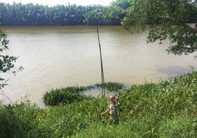 Patrick Blanc in the Cryptocoryne ciliata estuary habitat with a Nypa fruticans population in the Myanmar opposite river bank, Kra Isthmus, Thailand, March 2017