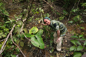 Patrick Blanc in the habitat of Alocasia puber, Barclaya panchorensis and Cryptocoryne elliptica, Bukit Panchor FR, Penang, Malaysia, Feb. 2019