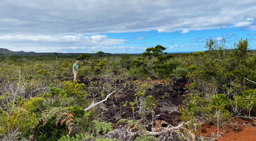 Patrick Blanc in the maquis minier among shrubs growing on ultramafic rocky substrate, Riviere Bleue, New Caledonia, Aug. 2023