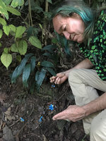 Patrick Blanc intrigued by the very long reclining infructescence axes of a Peliosanthes, Pyin U Lwin, Myanmar, Dec. 2017