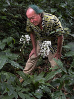 Patrick Blanc observing Calanthe triplicata in forest understory, Paitchau forest, Nino Konis Santana NP, Timor-Leste, Aug. 2026