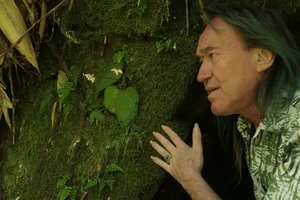 Patrick Blanc looking at a Begonia flowering on a vertical mossy rock, Putao, Kachin, Myanmar, Dec. 2017