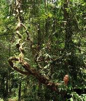 Patrick Blanc looking at a big liana, Gunung Mulu NP, Sarawak, Borneo, Sept. 2018