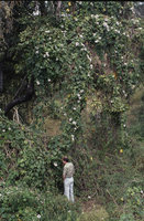 Patrick Blanc looking at a blooming Argyreia while peeing, Mudumalai NP, India, July 2003