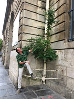 Patrick Blanc looking at a Buddleja davidii growing along a non waterproof gutter at the Hotel de Ville, Paris, July 2019