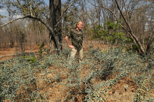 Patrick Blanc looking at a clonal population of Maerua edulis, Liwonde NP, Malawi, Aug. 2017
