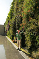 Patrick Blanc looking at a clump of Lobelia laxiflora in full bloom on his Vertical Garden, Mc Arthur Glen Provence, Mas de la Peronne, Miramas, April 2017