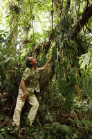 Patrick Blanc looking at a dehydrated epiphytic individual of Elatostema macrophyllum in the dry season, Tomohon, Sulawesi, Aug. 2015