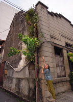 Patrick Blanc looking at a Ficus rumphii installed in a gutter, Georgetown, Penang, Malaysia, June 2015