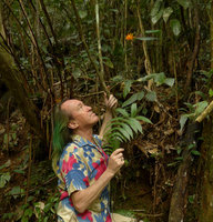Patrick Blanc looking at a flowering Globba, Cameron Highlands, Malaysia, May 2016
