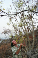 Patrick Blanc looking at a flowering Steganotaenia araliacea, Ndole Bay, Tanganyika lake, Zambia, Sept. 2017