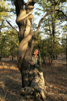 Patrick Blanc looking at a high climbing Fockea multiflora, Liwonde NP, Malawi, Aug. 2017