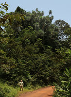 Patrick Blanc looking at a huge Dracaena arborea overtopping the forest canopy remnant trees, Campo, Cameroon, March 2018