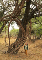 Patrick Blanc looking at a huge liana Dalbergia arbutilifolia climbing on Diospyros mespilifomis, South Luangwa NP, Zambia, Sept. 2017