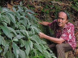 Patrick Blanc looking at a member of the Gesneriaceae family, probably Codonoboea pyroliflora, Trengganu, Malaysia, May 2014