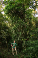 Patrick Blanc looking at a much branched climbing Freycinetia insignis, Batu, Malang, Java, May 2018