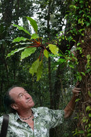 Patrick Blanc looking at a Myrmecodia, Imbu Rano, Kolombangara, Solomon Islands, Sept. 2019