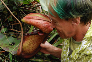 Patrick Blanc looking at a Nepenthes rajah pitcher, Mt Kinabalu, Borneo, July 2010