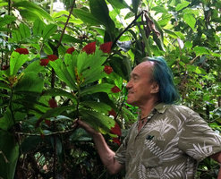Patrick Blanc looking at an epiphytic plagiotropic anisophyllous Columnea ericae with bright red leaf tips and pale yellow flowers, Calanoa, Leticia, Colombia, Nov. 2016
