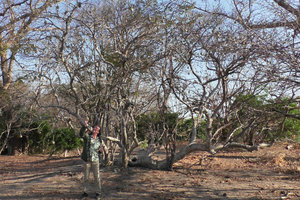 Patrick Blanc looking at an old multi stemmed fruiting Cladostemon kirkii, Liwonde NP, Malawi, Aug.2017