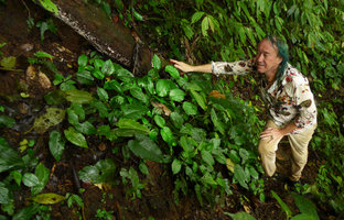 Patrick Blanc looking at a Pentastemona egregia population mixed with a Schismatoglottis species, Anai Valley, West Sumatra, Dec. 2016